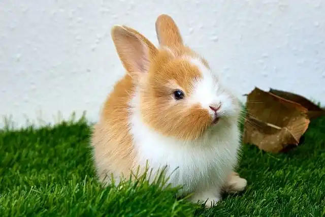 芝生の上のうさぎ