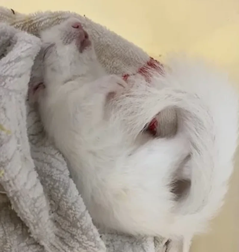 保護された白いニホンリス