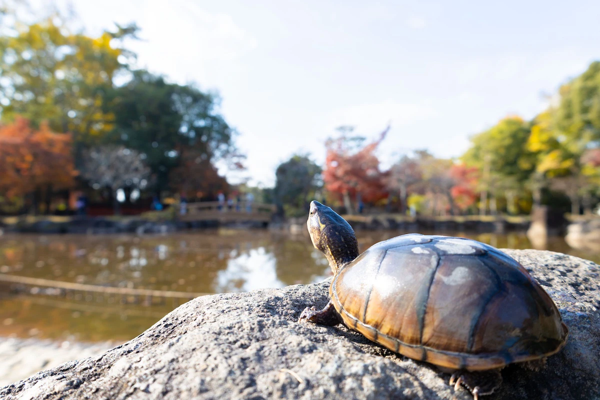 "空亀"ブランドの由来となったニオイガメの空(くう)ちゃん