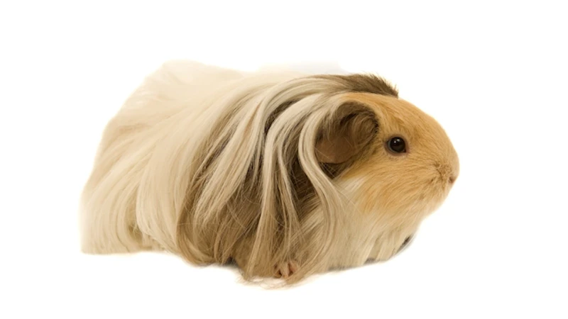 シェルティモルモット