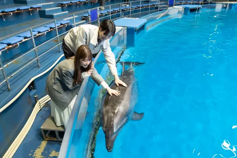 イルカにタッチ