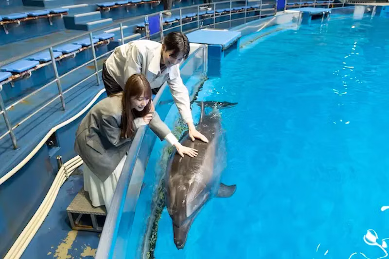 イルカにタッチ