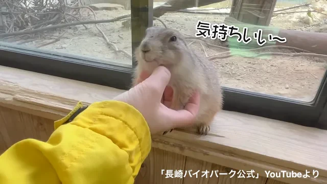 長崎バイオパークのプレーリードッグ、フルーツより飼育員のなでなでに夢中!?のサムネイル画像