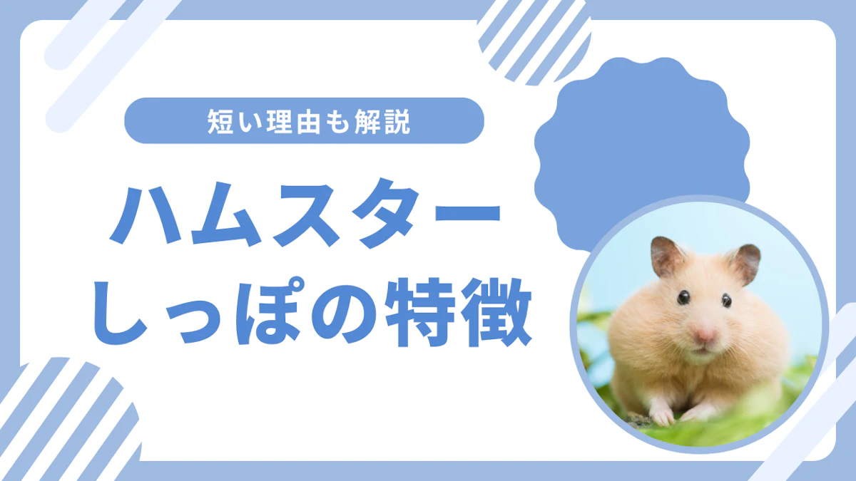 ハムスターのしっぽの特徴と種類別の違い｜短い理由と健康管理のポイント