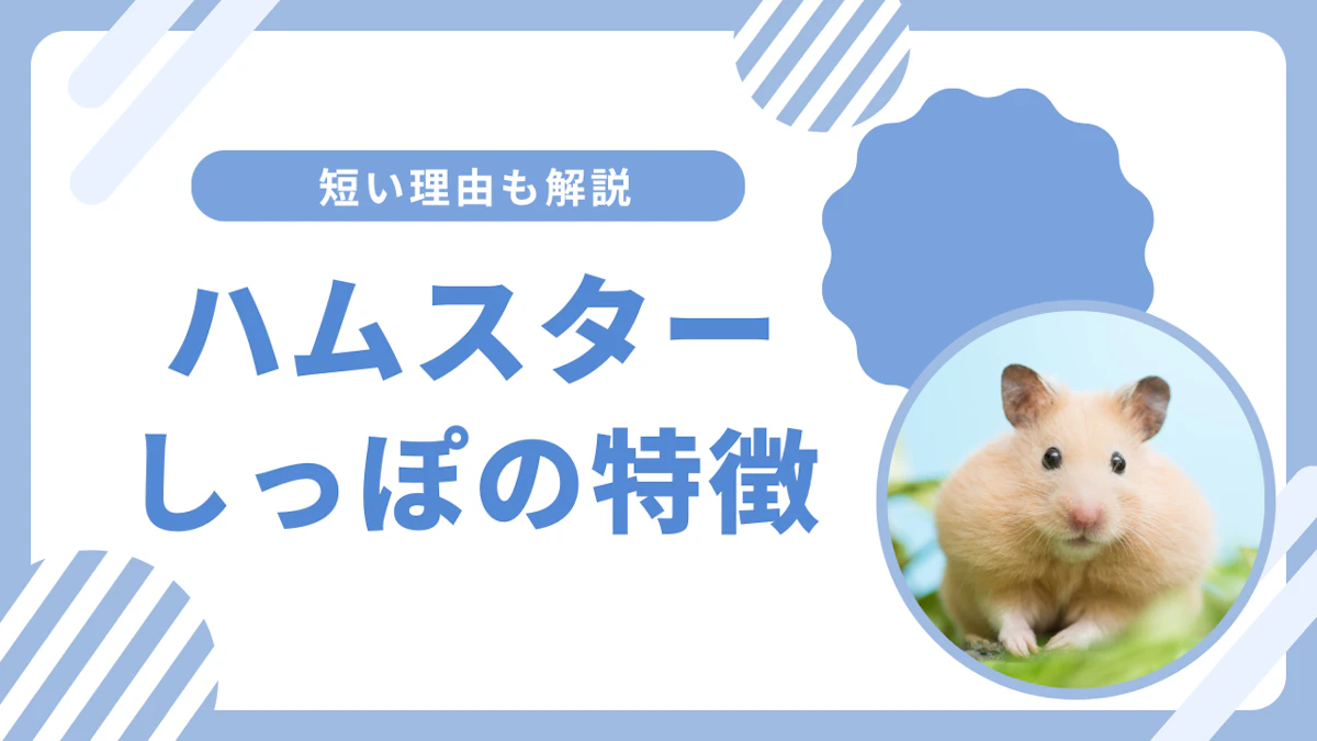 ハムスターのしっぽの特徴と種類別の違い|短い理由と健康管理のポイント