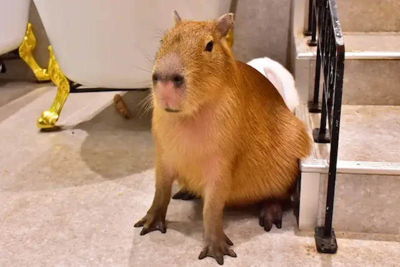アニタッチ 東京ドームシティのカピバラ