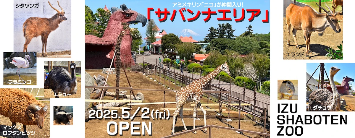 初のキリン「ニコ」が仲間入り！伊豆シャボテン新サバンナエリア誕生