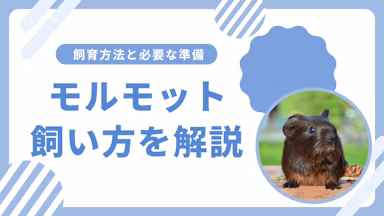 モルモットの飼い方完全ガイド|初心者でも安心の飼育方法と必要な準備のサムネイル画像