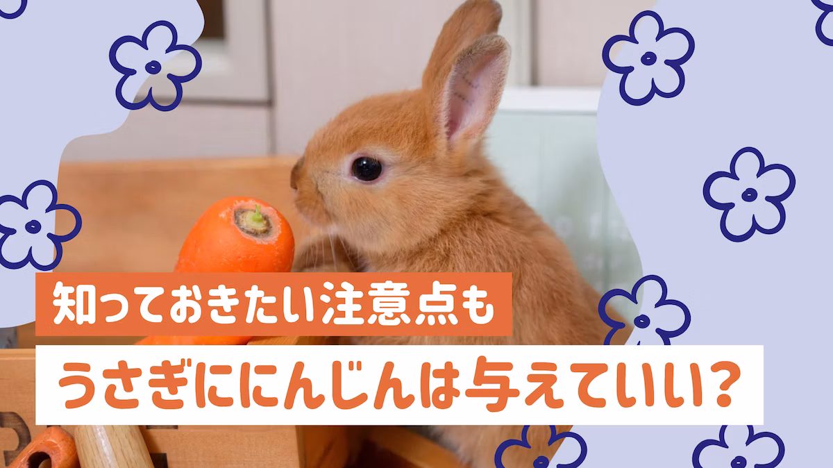 うさぎににんじんをあげる前に知っておきたい正しい与え方と注意点