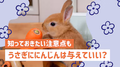 うさぎににんじんをあげる前に知っておきたい正しい与え方と注意点のサムネイル画像