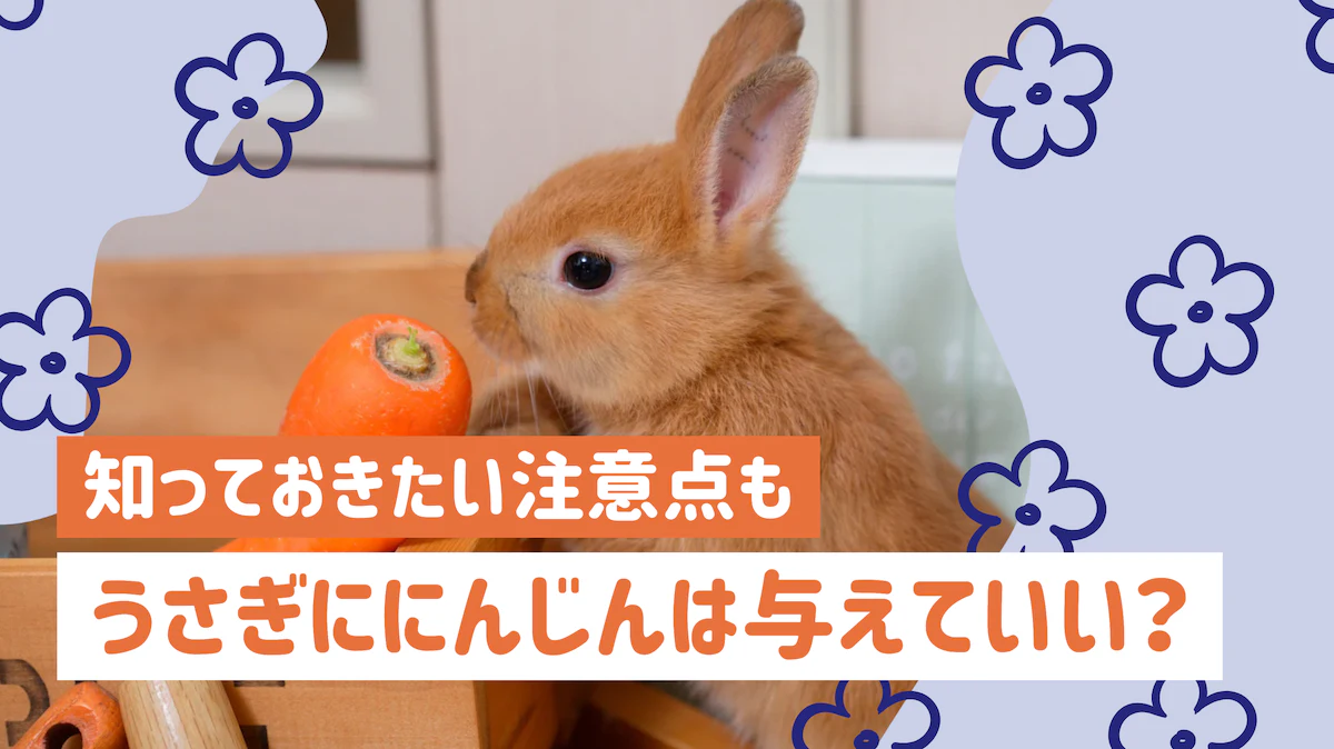 うさぎににんじんをあげる前に知っておきたい正しい与え方と注意点
