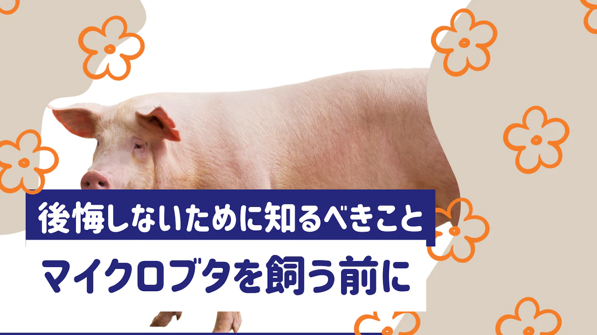 マイクロブタを飼って後悔する人って？飼う前に知っておきたい現実と対策のサムネイル画像