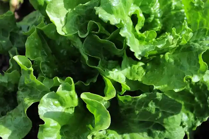 濃い緑のレタス