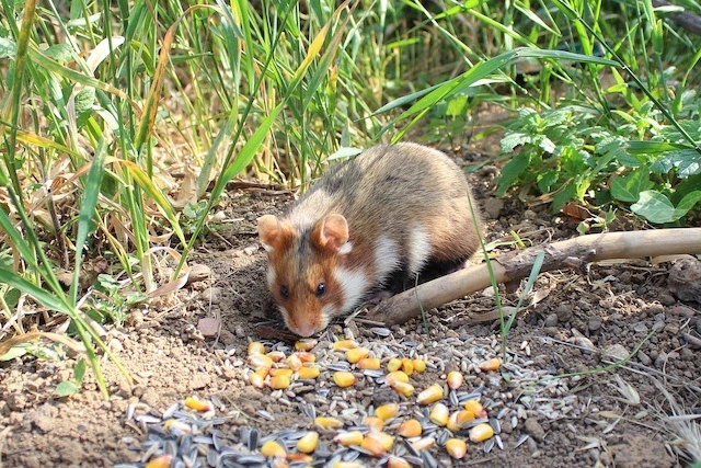 クロハラハムスター