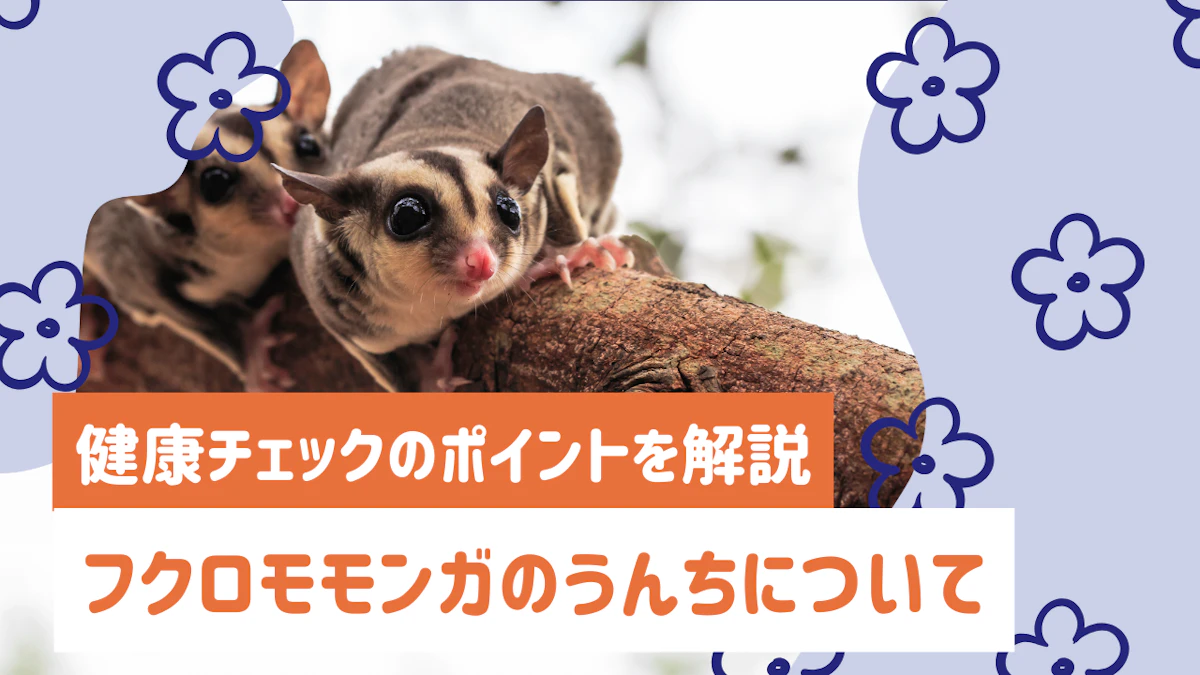 フクロモモンガのうんちで健康チェック！色や形、回数の見分け方を解説のサムネイル画像