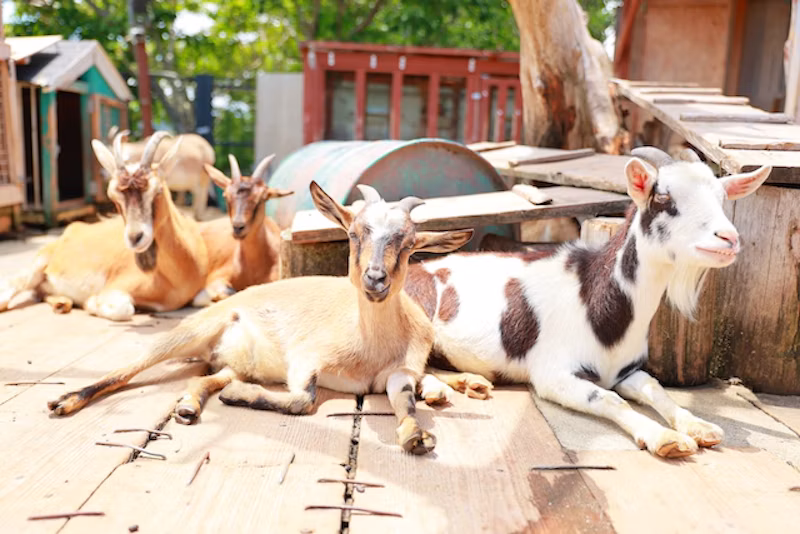 動物たちのありのままの姿を目の前で体験できる