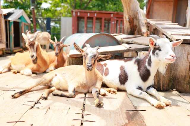 動物たちのありのままの姿を目の前で体験できる