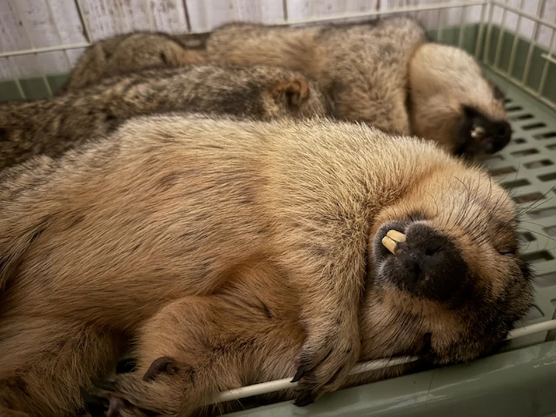ハウスで人間のように寝るマーモット