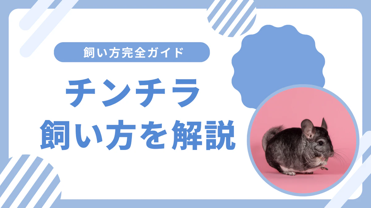 チンチラの飼い方完全ガイド｜初心者でも安心の飼育方法と必要な準備