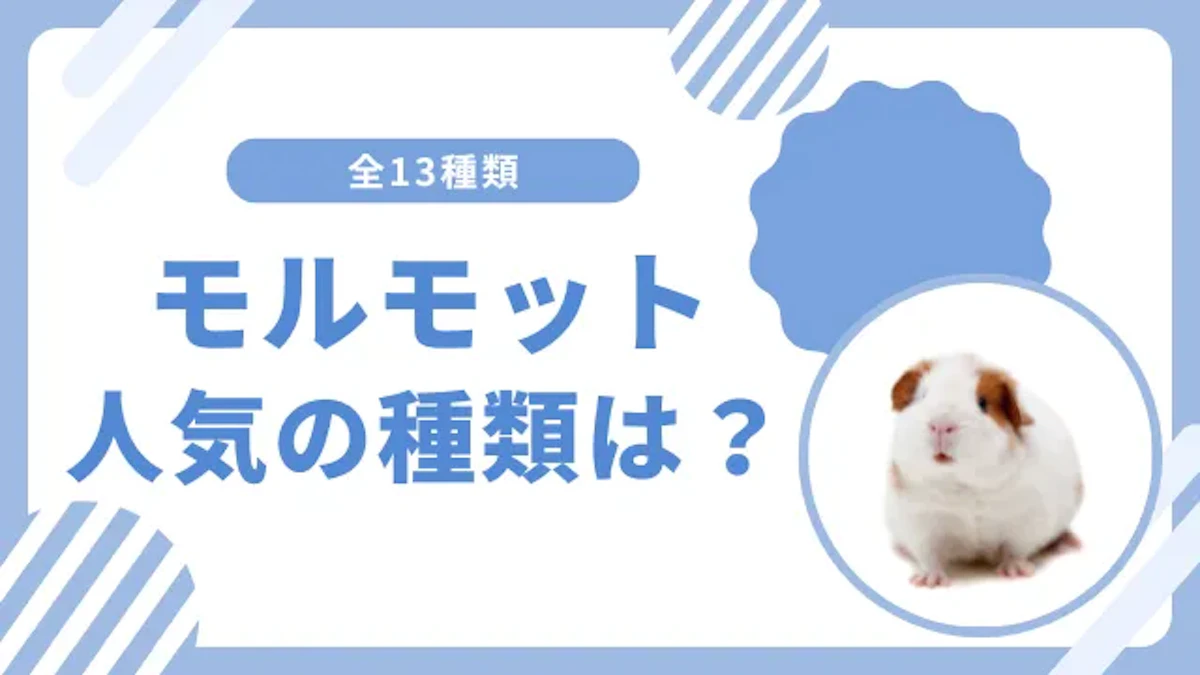 【全13種】モルモットの種類を解説｜性格やお世話の仕方の違いは？のサムネイル画像