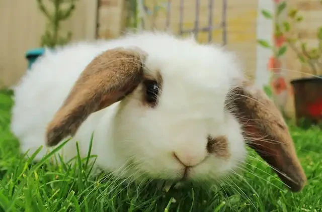 気だるげなうさぎ