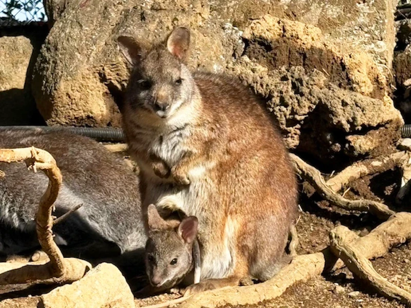 天気の良い日には日光浴する愛らしい姿も