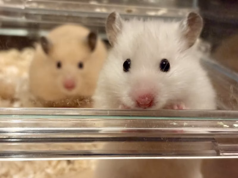 こんとぱる