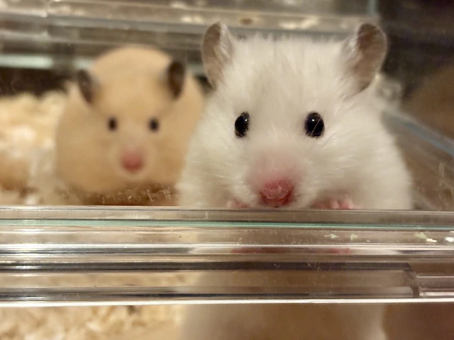 こんとぱる