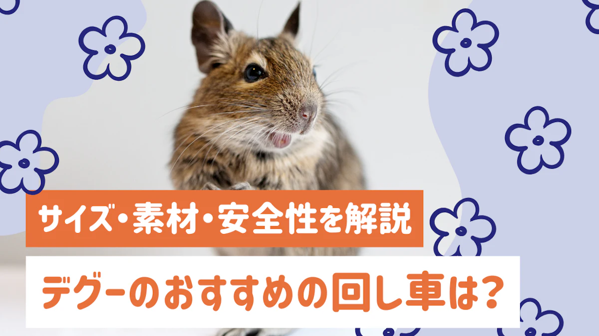 デグーの回し車おすすめの選び方｜サイズ・素材・安全性を徹底解説