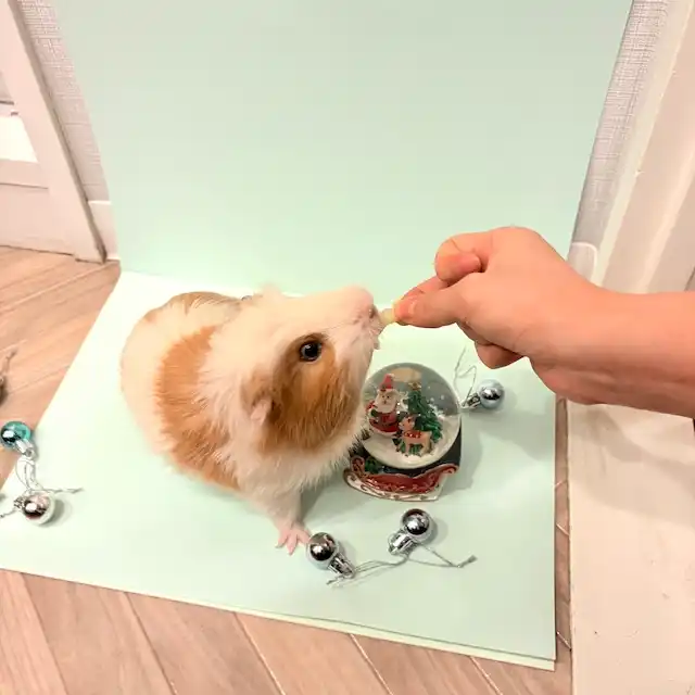 餌を食べている様子