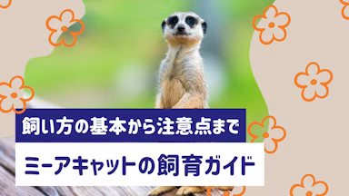 【保存版】ミーアキャットの飼い方ガイド|お世話の基本から注意点まで解説のサムネイル画像