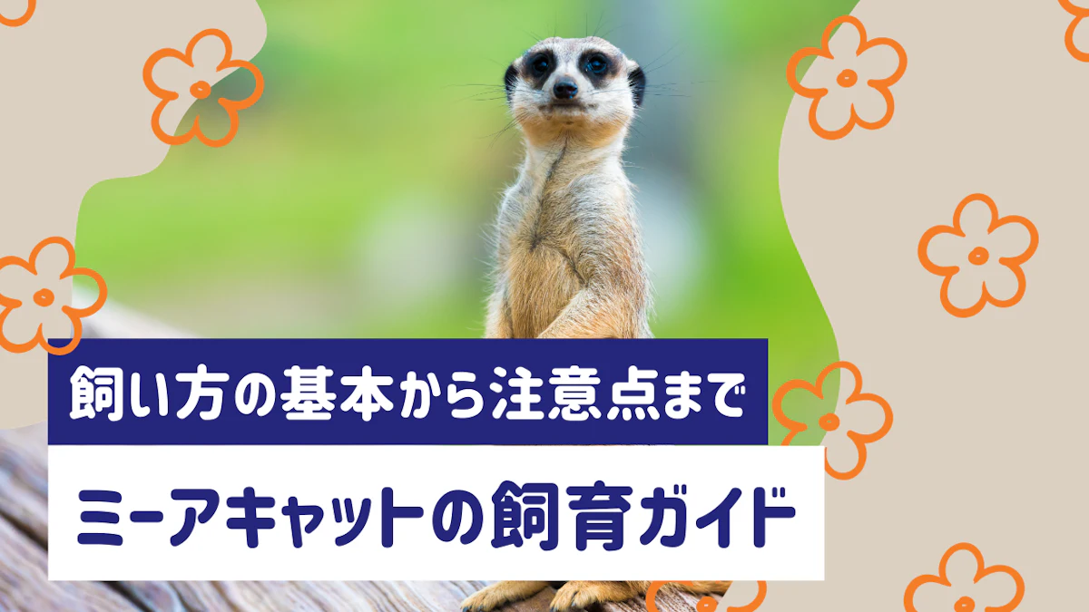 ミーアキャットの飼育ガイド｜飼い方の基本から注意点まで解説