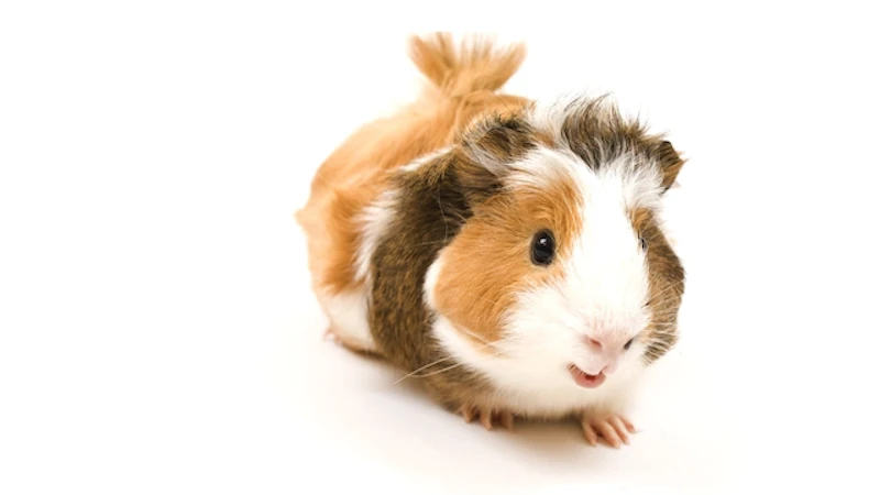 アビシニアンモルモット