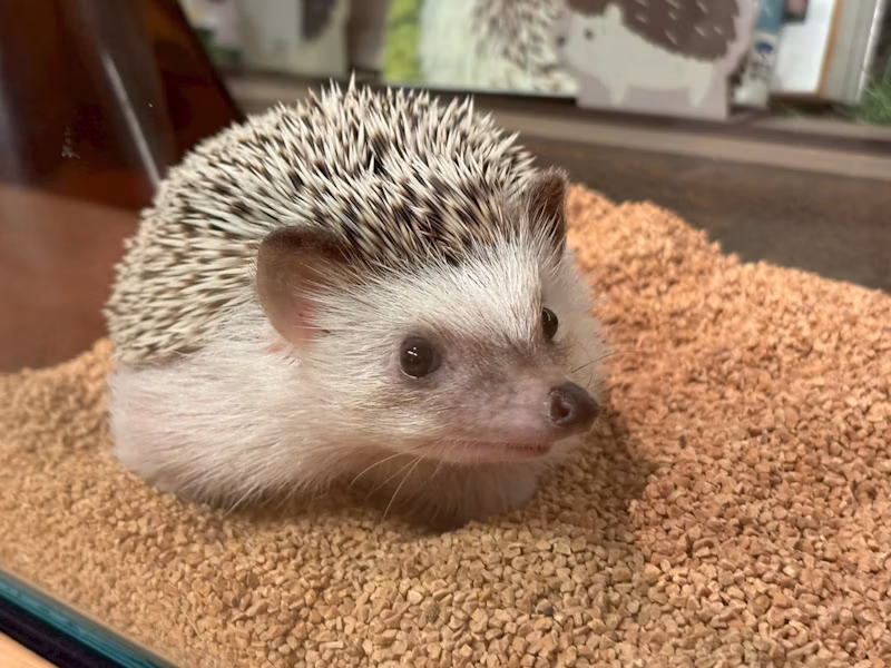 ハリネズミ