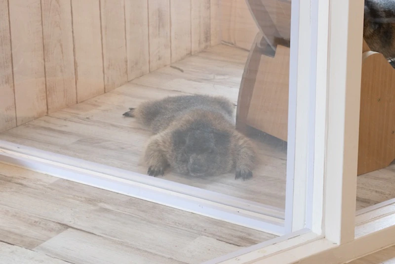 マーモットの「ぺたーん」は必見！