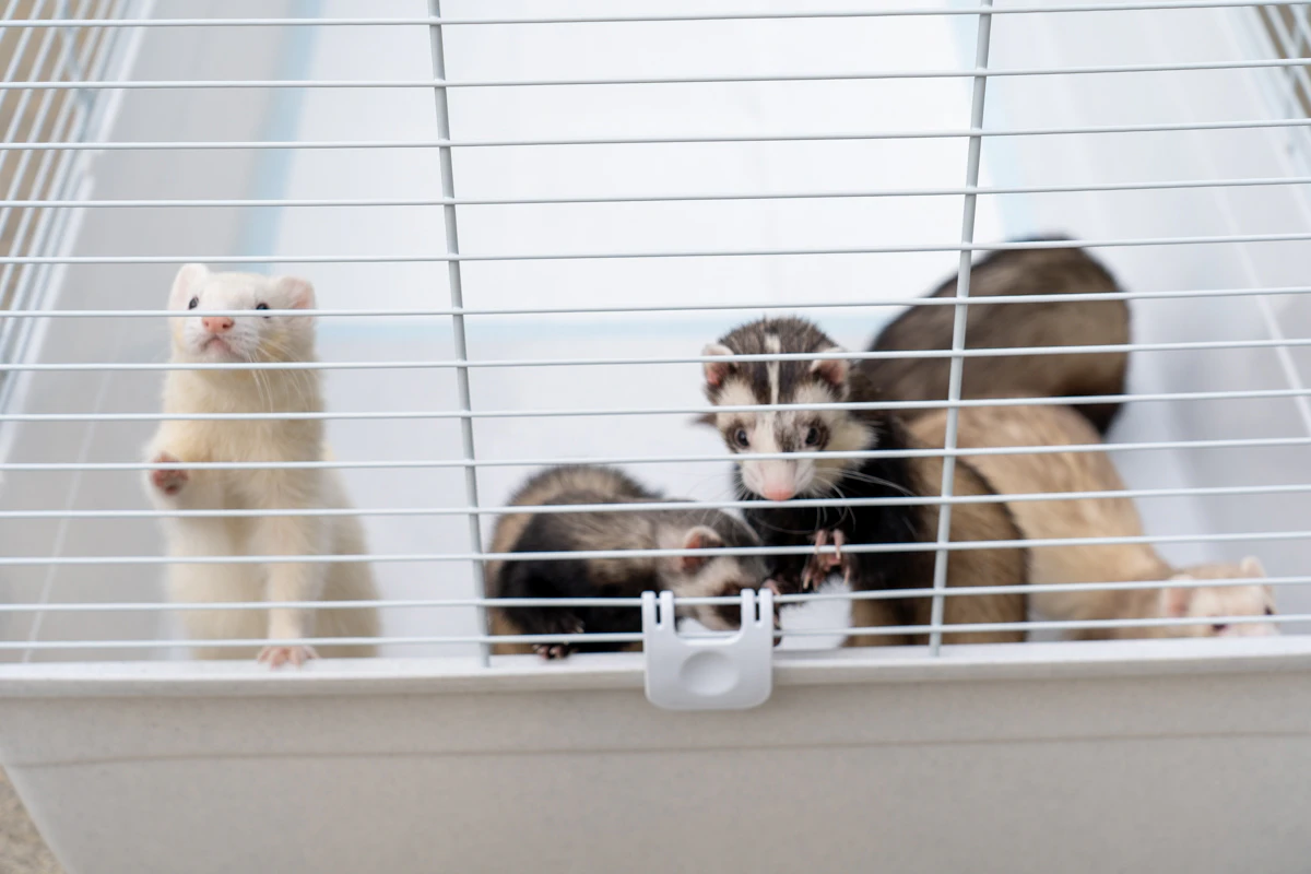 フェレットが入った様子２