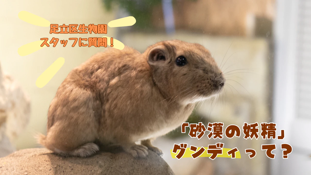 “砂漠の妖精”グンディ、重なる様子はまるで“きな粉餅”!? 足立区生物園に謎の生態を聞く