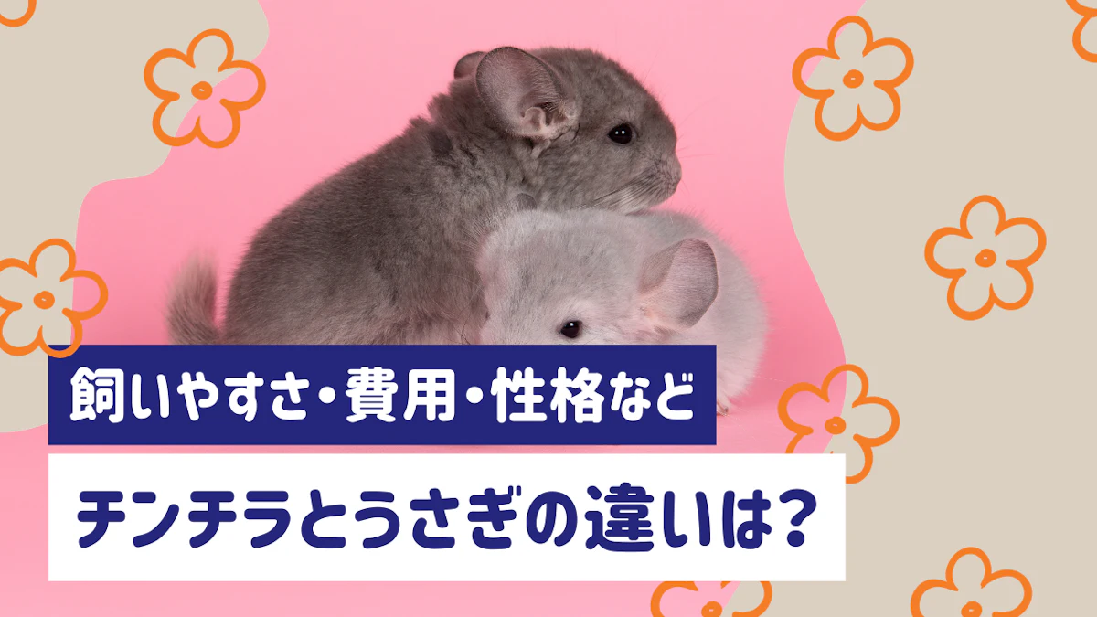 チンチラとうさぎの違いを5つの観点で比較｜飼いやすさ・費用・性格