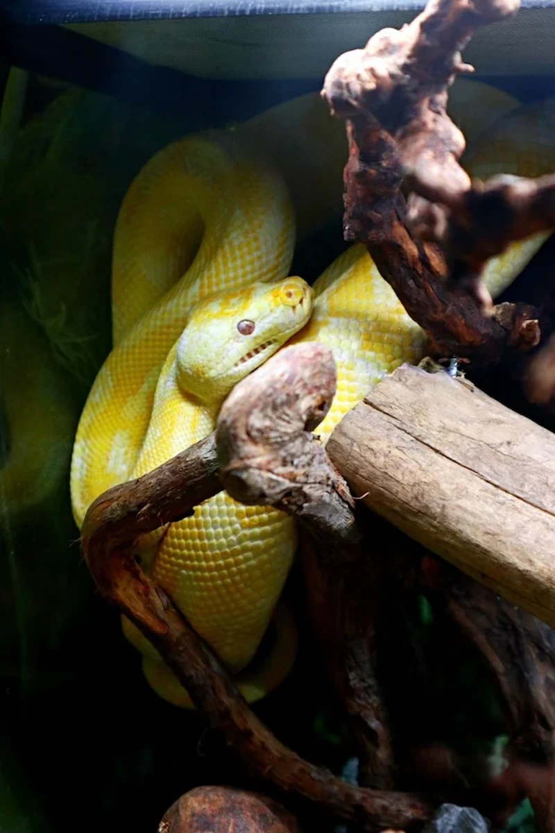 カーペットパイソン