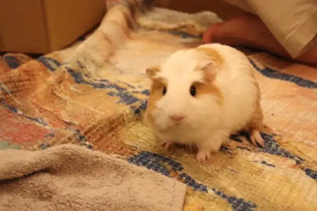 モルモットのてんちゃん