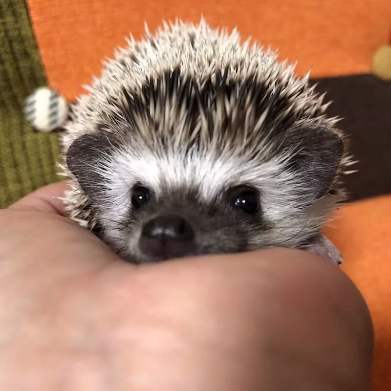 手の上に乗るハリネズミのはなちゃん