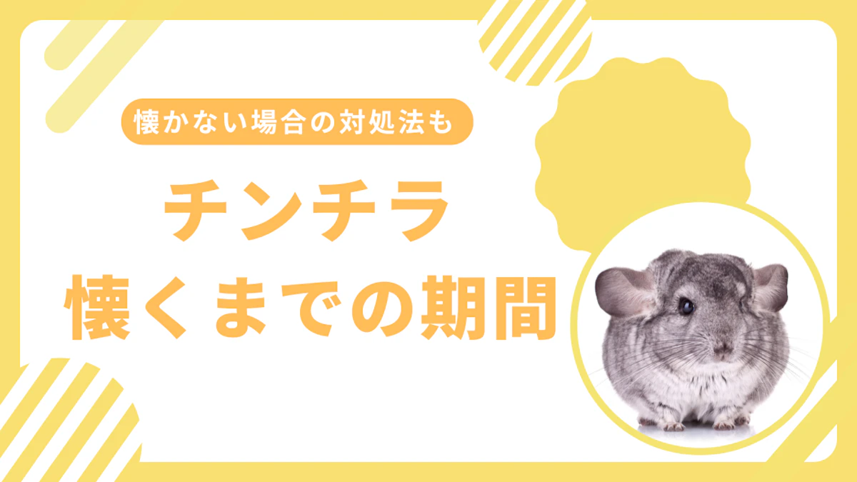 チンチラはなつく？懐きやすくする方法と信頼を築く期間の目安