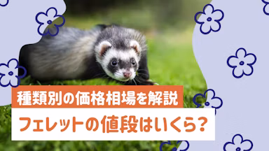 フェレットの値段はいくら？種類別の価格相場から飼育費用まで解説のサムネイル画像