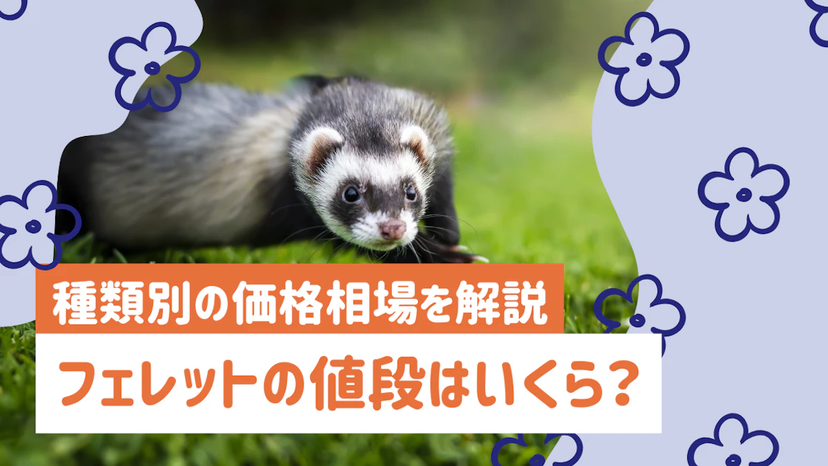 フェレットの値段はいくら？種類別の価格相場から飼育費用まで解説
