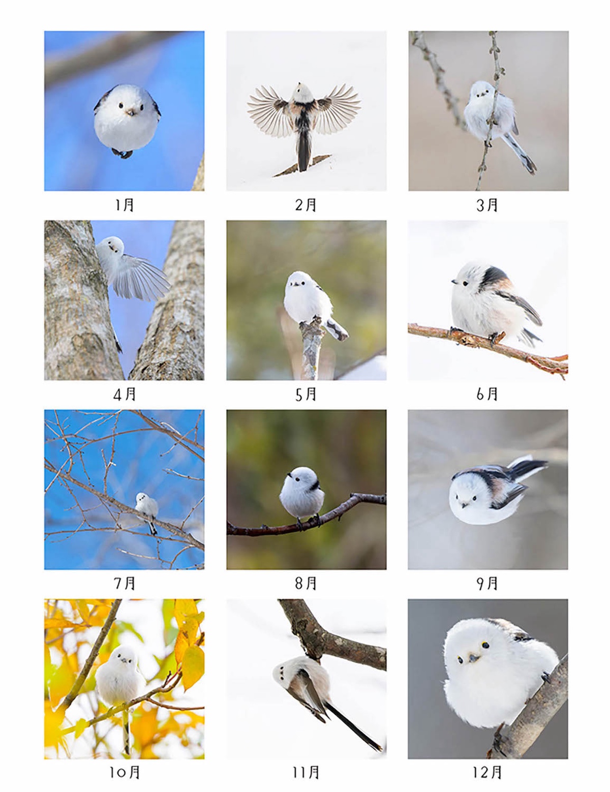 シマエナガの躍動的な姿を収めた写真集『ロケットシマエナガ』12月23日