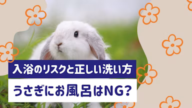 うさぎのお風呂はNG?入浴のリスクと汚れたときの正しい洗い方ガイドのサムネイル画像