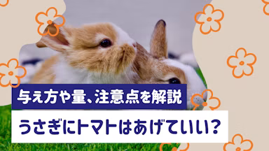 うさぎにトマトは食べさせていい？与え方や量、注意点を徹底解説のサムネイル画像
