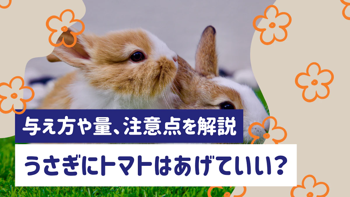 うさぎにトマトは食べさせていい？与え方や量、注意点を徹底解説のサムネイル画像