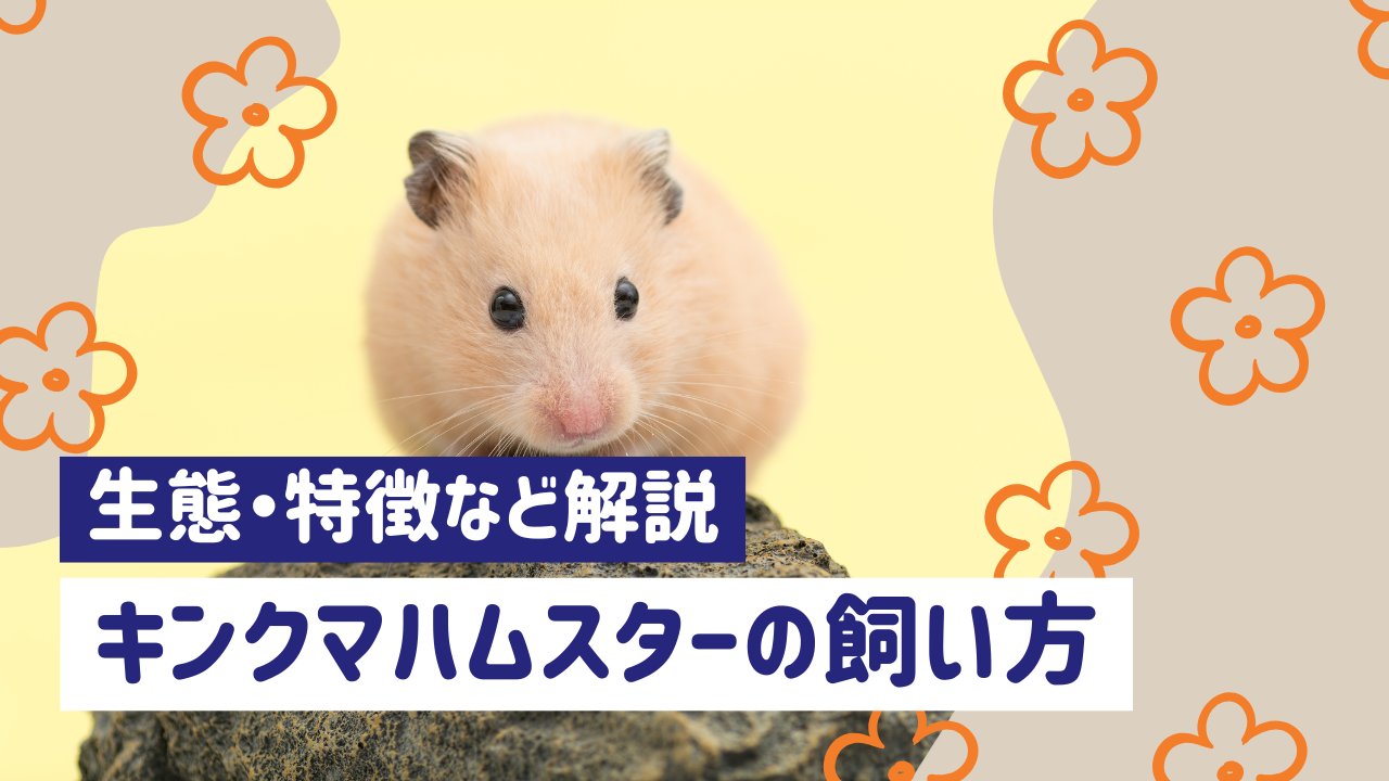 キンクマハムスターの飼い方完全ガイド｜性格・寿命・飼育方法を徹底解説