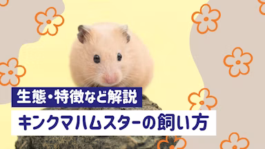 キンクマハムスターの飼い方完全ガイド｜性格・寿命・飼育方法を徹底解説のサムネイル画像